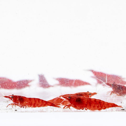 Shrimp - Fire Red Cherry Shrimp | Shop Freshwater Shrimp - Glass Aqua