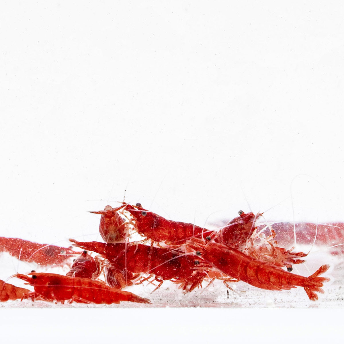 Shrimp - Fire Red Cherry Shrimp | Shop Freshwater Shrimp - Glass Aqua