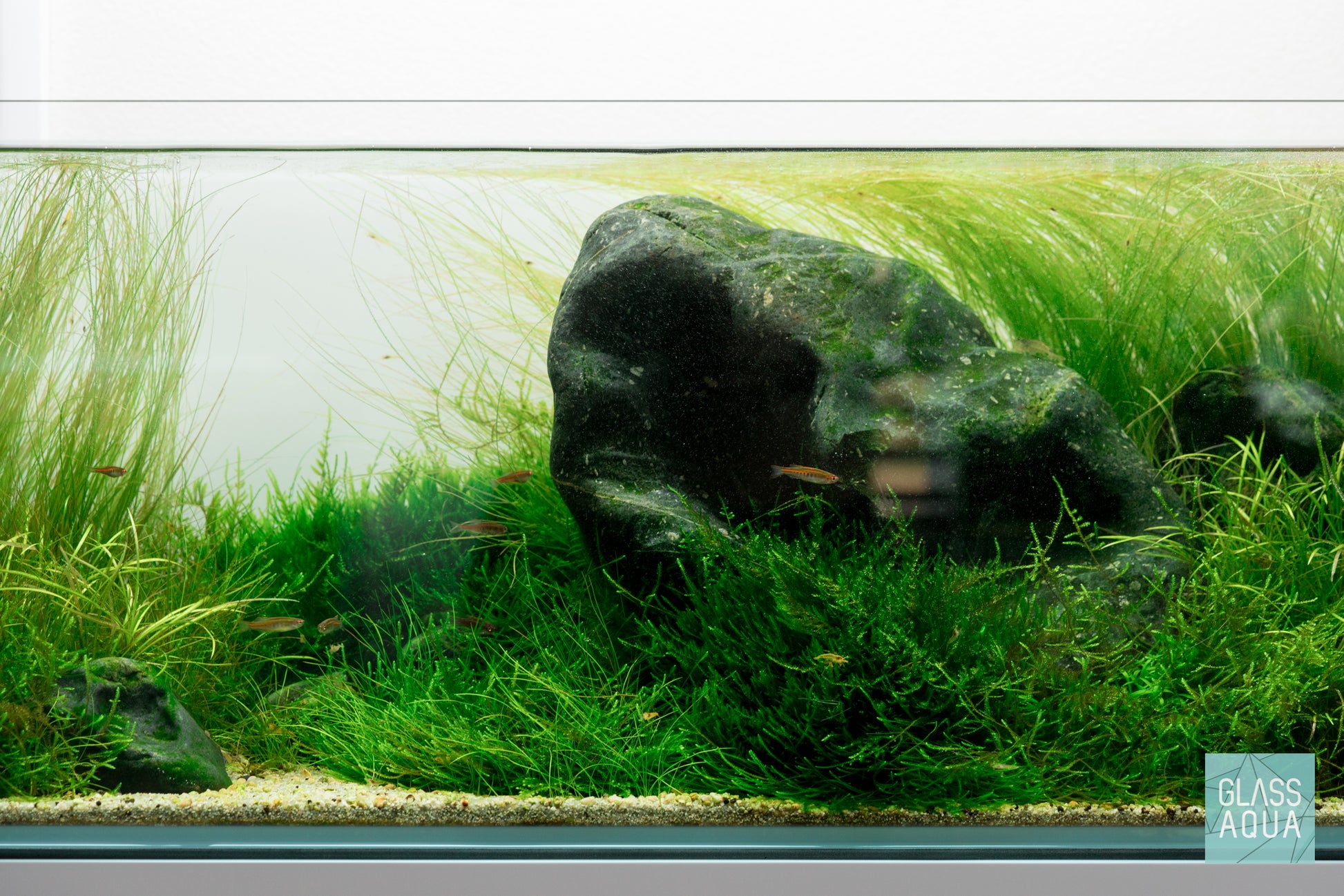 Shop Taiwan Moss Aquatic Plants - Glass Aqua