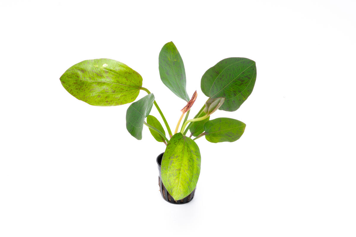 Echinodorus Bima Live Aquarium Aquatic Plant - Glass Aqua