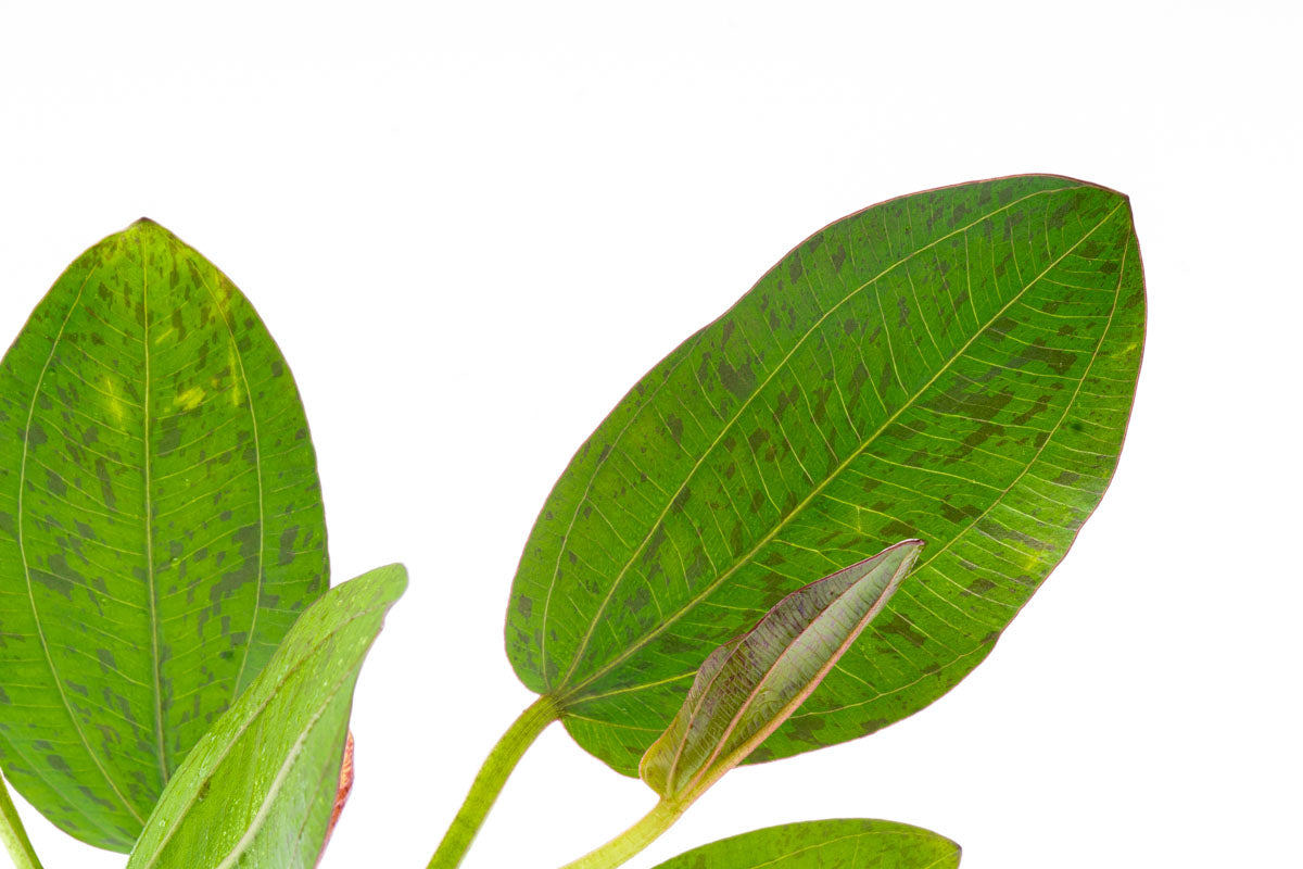 Echinodorus Bima Live Aquarium Aquatic Plant - Glass Aqua