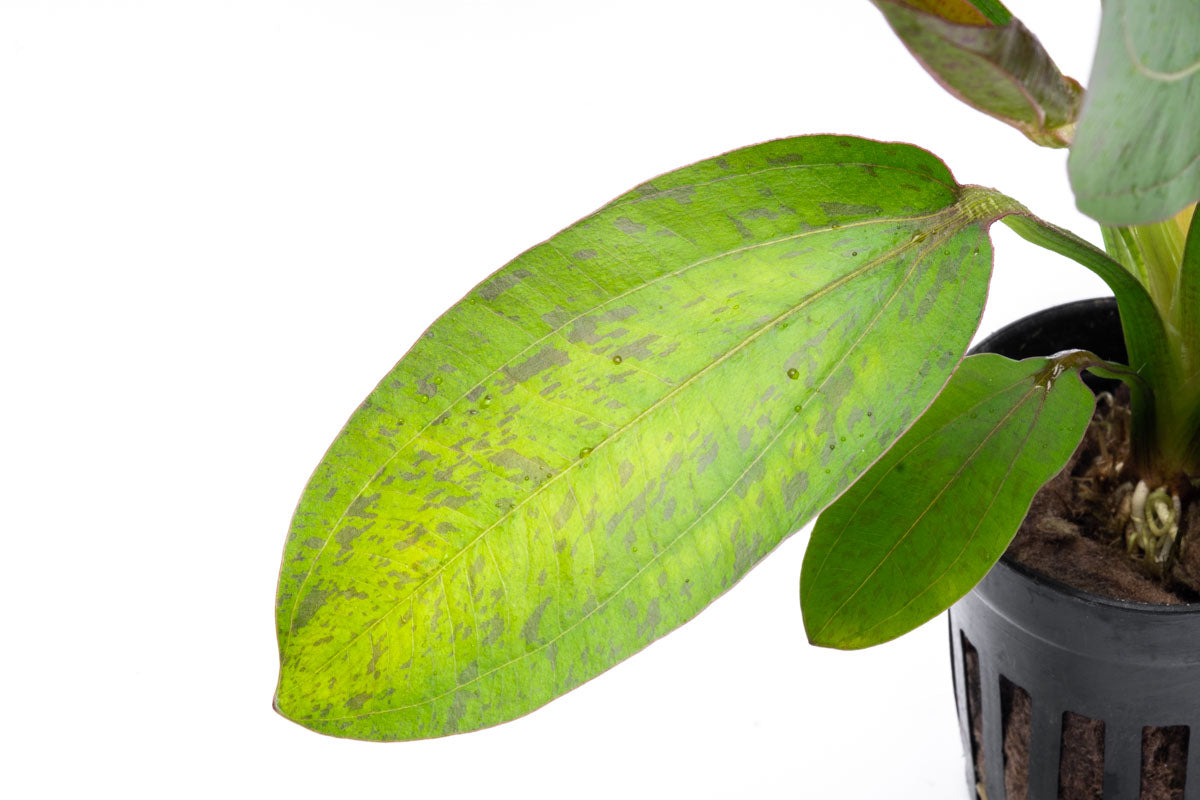 Echinodorus Bima Live Aquarium Aquatic Plant - Glass Aqua