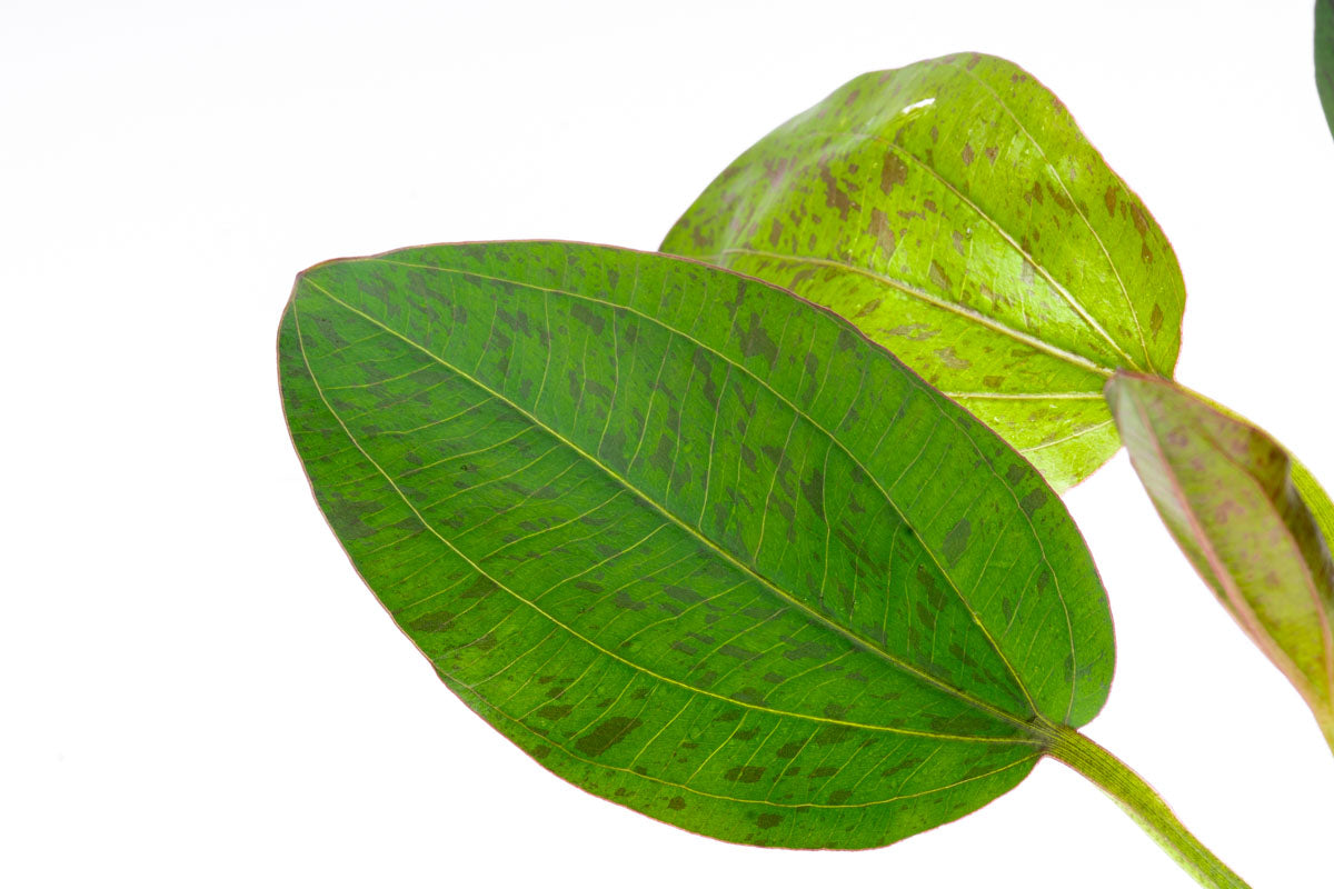Echinodorus Bima Live Aquarium Aquatic Plant - Glass Aqua