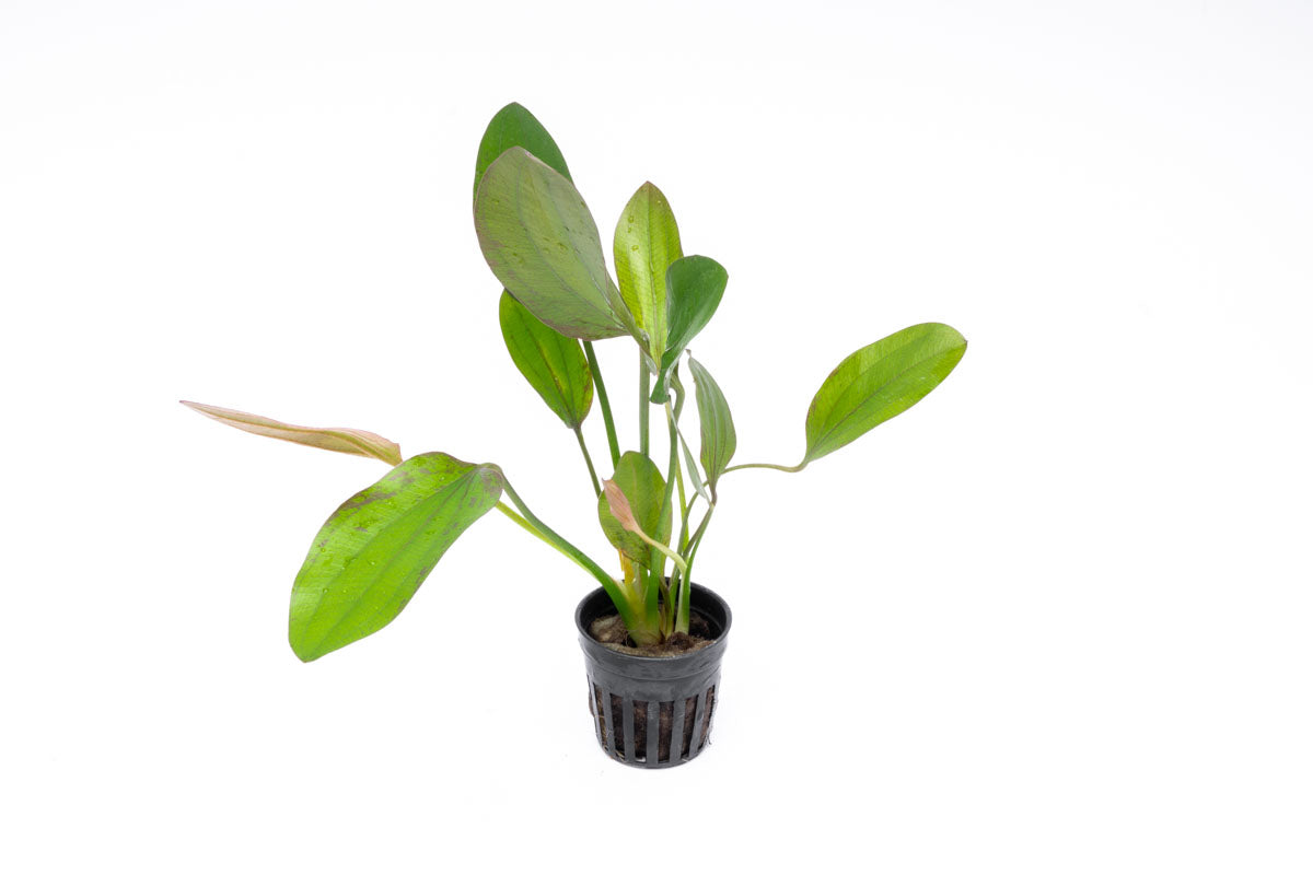Echinodorus Impai Live Aquarium Aquatic Plant - Glass Aqua