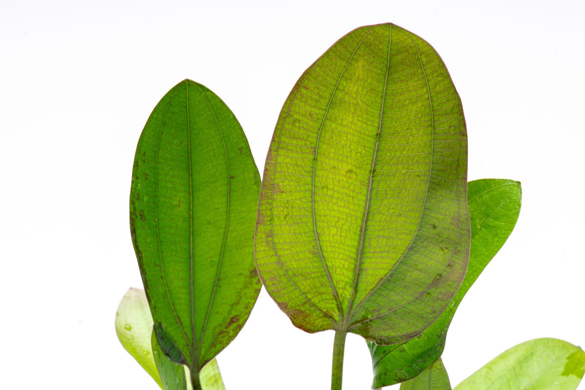 Echinodorus Impai Live Aquarium Aquatic Plant - Glass Aqua