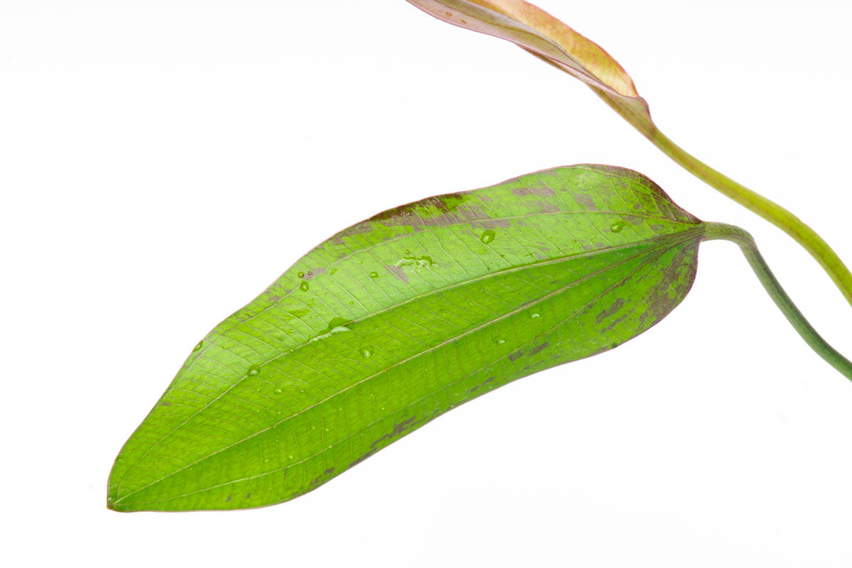 Echinodorus Impai Live Aquarium Aquatic Plant - Glass Aqua