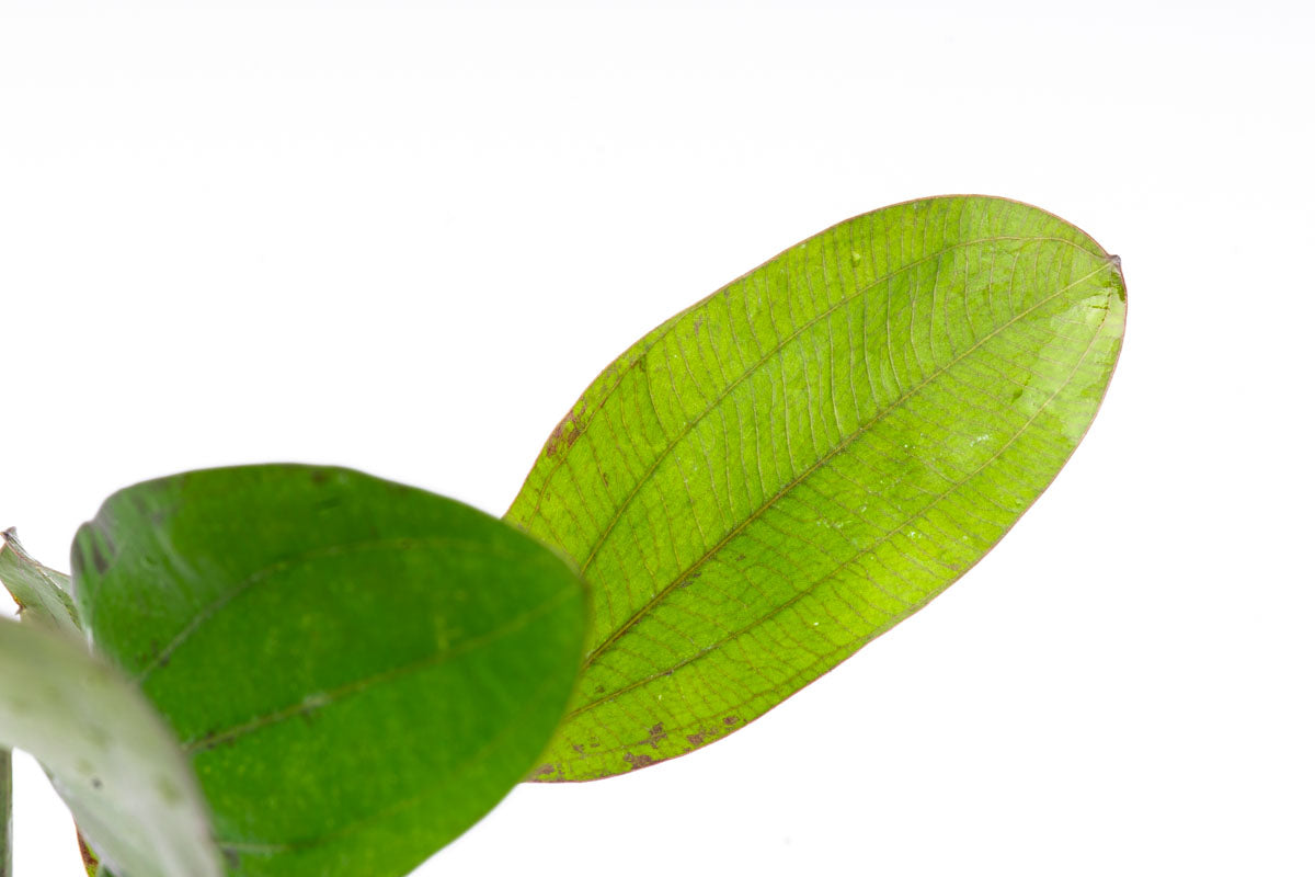Echinodorus Impai Live Aquarium Aquatic Plant - Glass Aqua