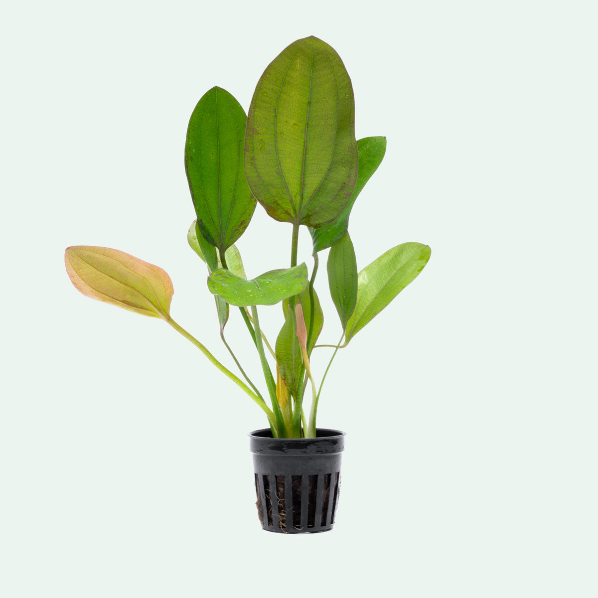 Echinodorus Impai Live Aquarium Aquatic Plant - Glass Aqua