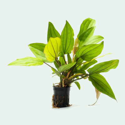 Echinodorus Red Wild Grass Amazon Sword Live Aquatic Plant for Planted Tank