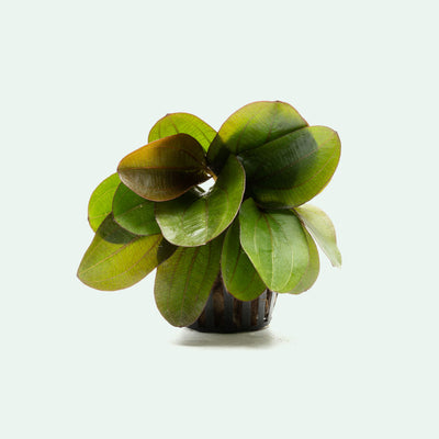 Shop Echinodorus Reni Aquatic Plants - Glass Aqua