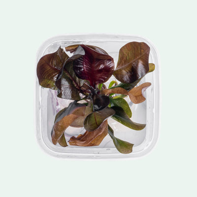 Echinodorus Reni Amazon Sword | Beginner Aquarium Plants - Glass Aqua