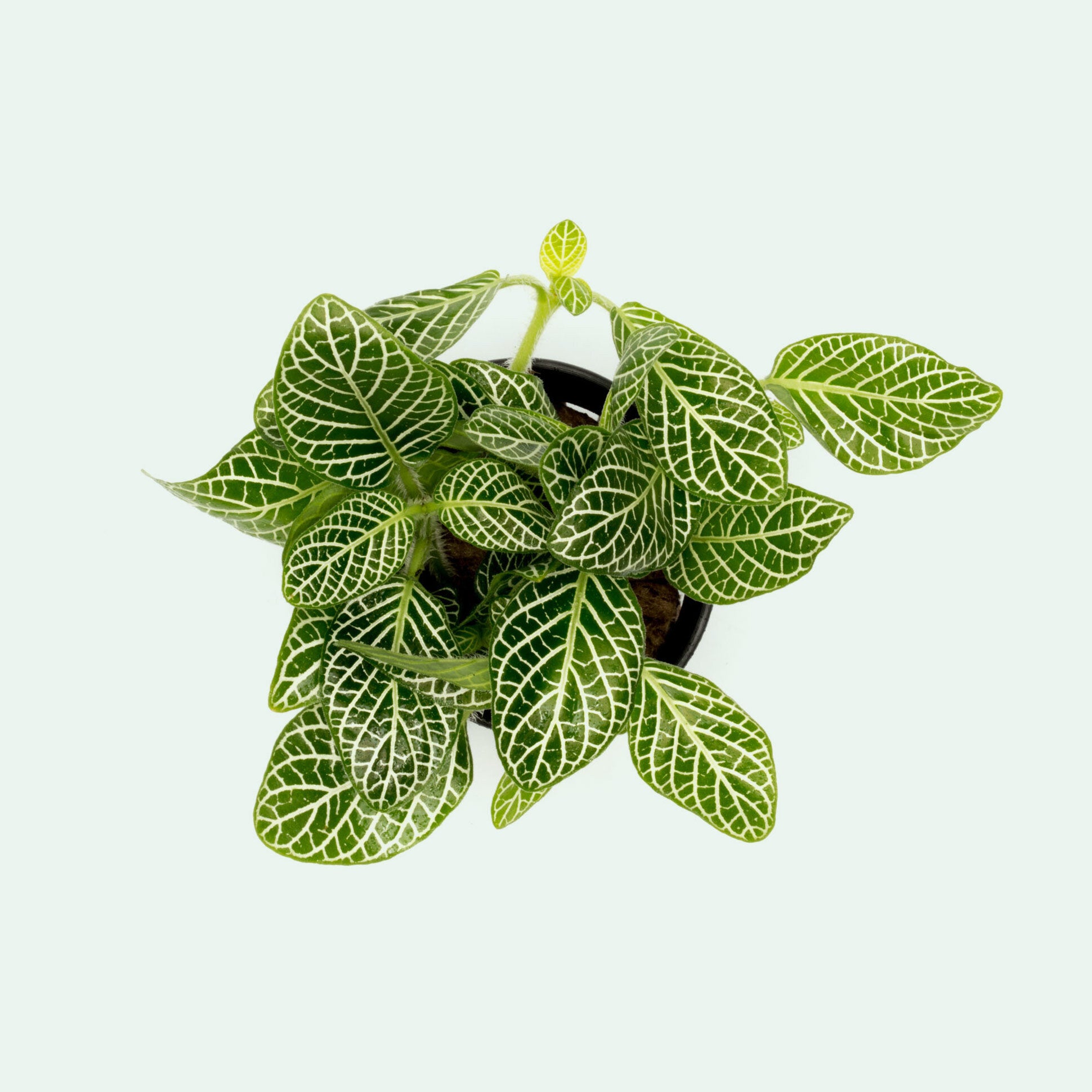 vivarium hanging plants Fittonia Albivenis Easy Terrarium Vivarium House Plant and Wabi Kusa – Glass Aqua