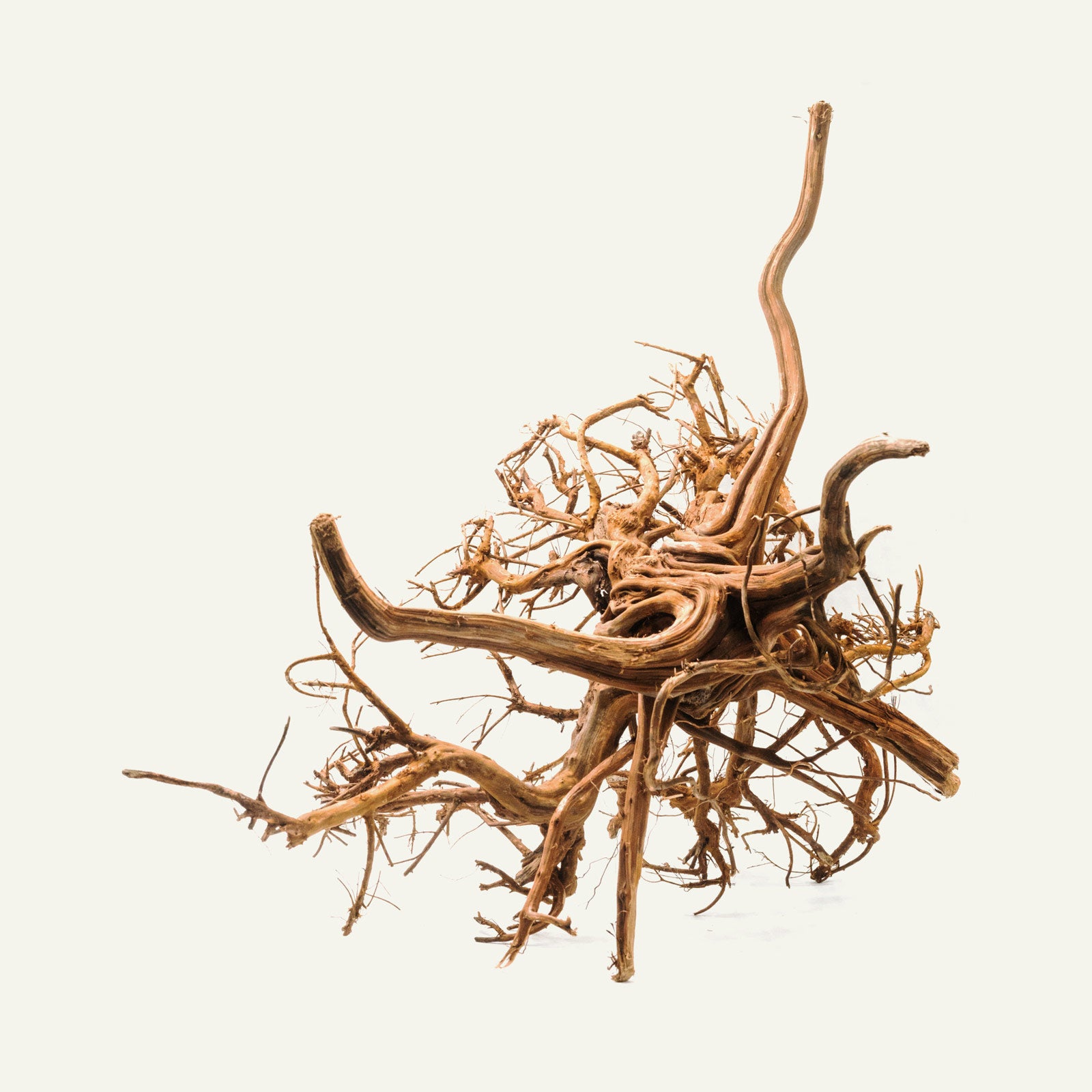 Shop Tiger Wood Hardscape - Glass Aqua