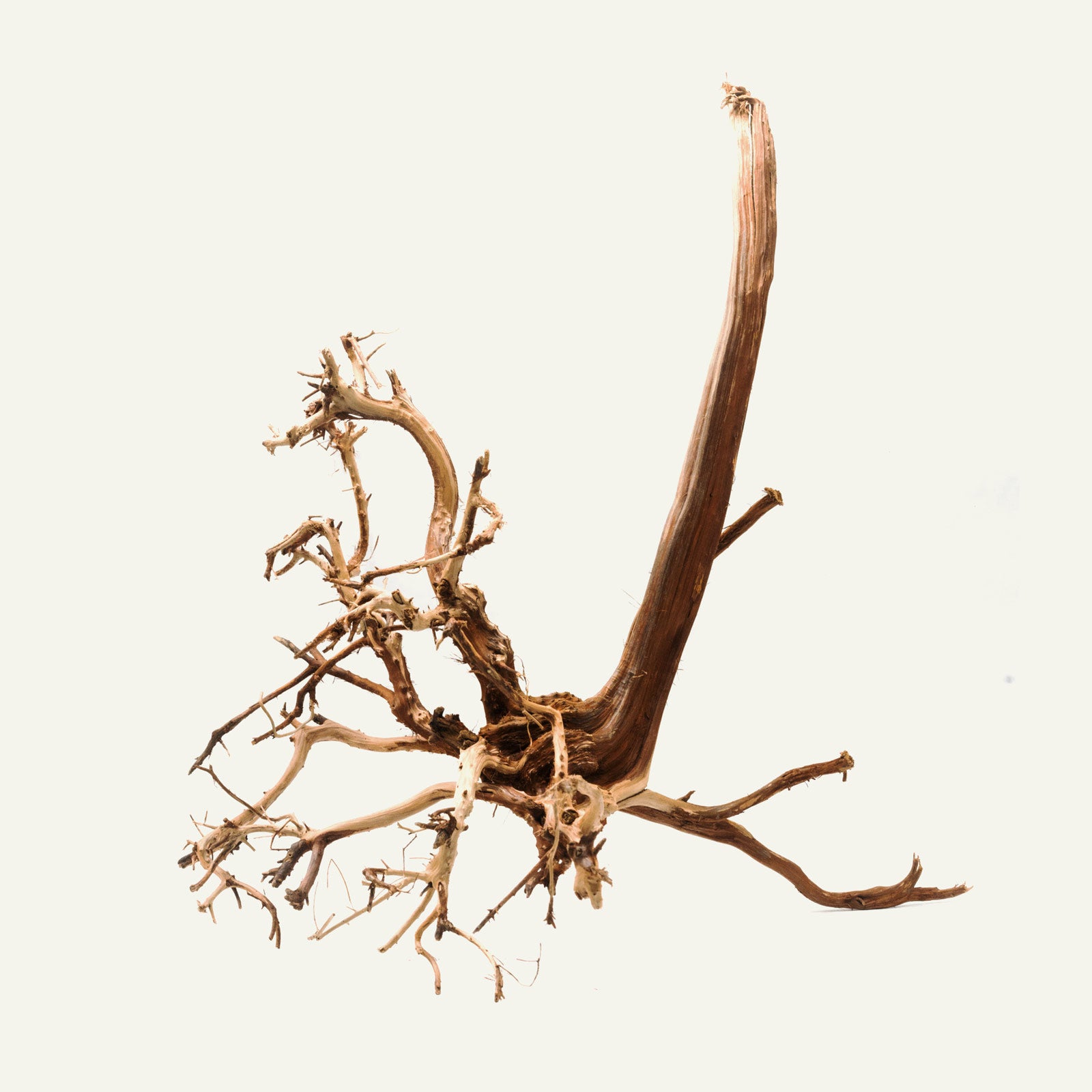 Shop Tiger Wood Hardscape - Glass Aqua