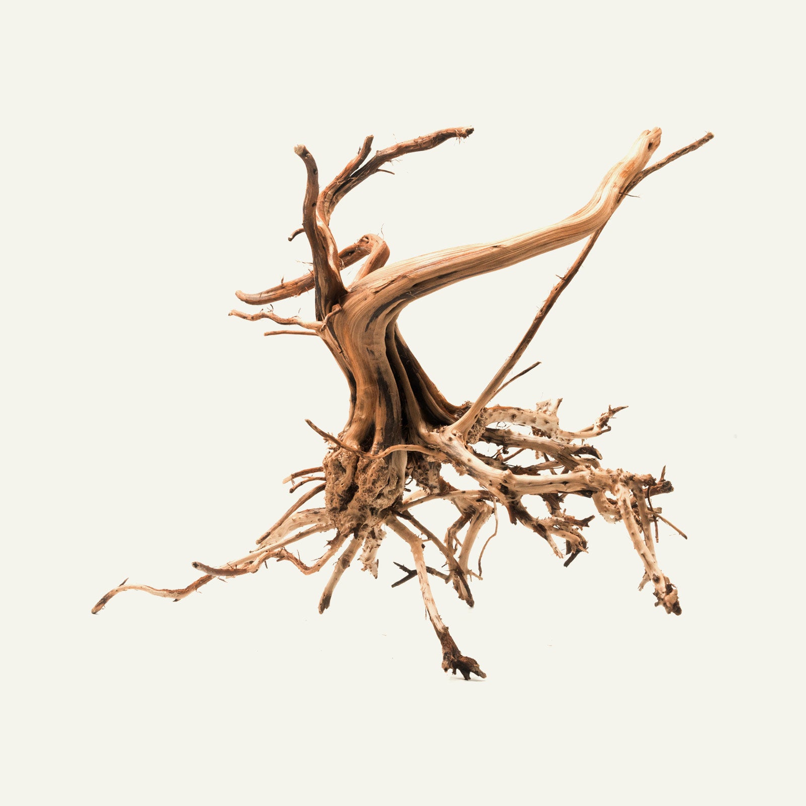 Shop Tiger Wood Hardscape - Glass Aqua