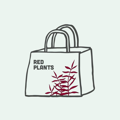 Mystery Aquarium Red Stem Plant Bag - Glass Aqua