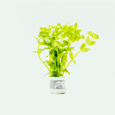 Shop Gratiola Viscidula Aquatic Plants - Glass Aqua
