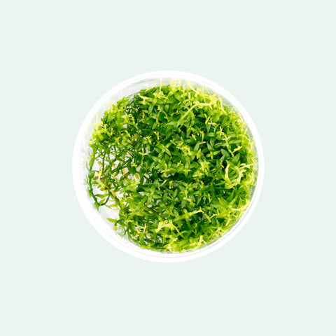 Shop Gratiola Viscidula Aquatic Plants - Glass Aqua