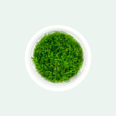Hemianthus Micranthemoides Tissue Culture - Glass Aqua