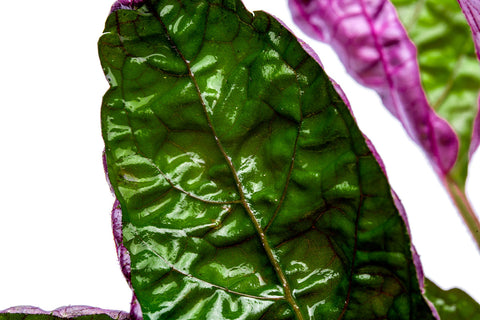 Hemigraphis Exotica Purple Waffle | Shop Terrarium Plants - Glass Aqua