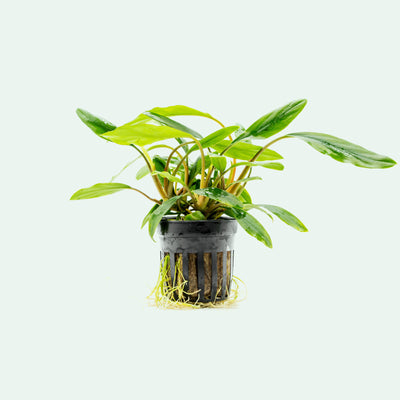 Shop Homalomena Sekadau South Aquatic Plants - Glass Aqua