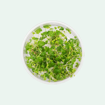 Hydrocotyle Tripartita (Japan) Clover Aquatic Plant | Glass Aqua