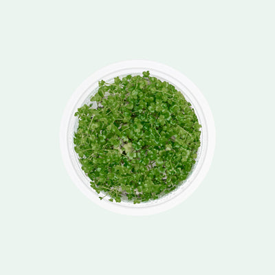 Hydrocotyle Tripartita Mini | Shop Tissue Culture Plants - Glass Aqua