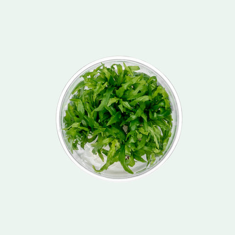Hygrophila Odora Tissue Culture | Shop Aquarium Plants - Glass Aqua