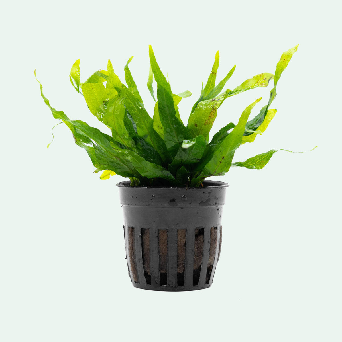 Java Fern Petite - Easy Aquatic Plant | Glass Aqua
