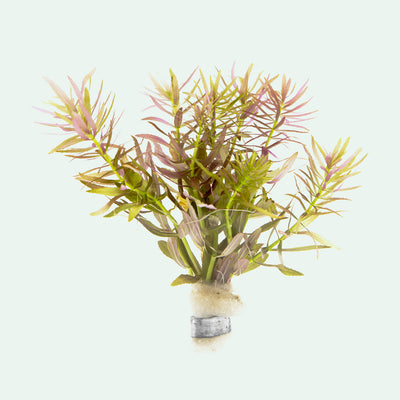 Shop Limnophila Aromatica Aquatic Plants - Glass Aqua