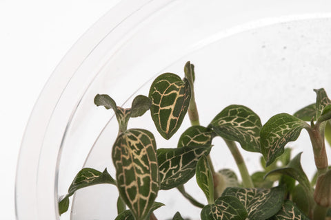 Ludisia Discolor | Jewel Orchid, Rare House Plant - Glass Aqua