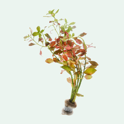 Ludwigia Ovalis - Glass Aqua