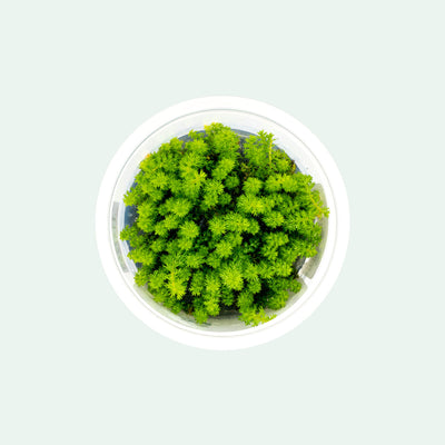 Myriophyllum Guyana Tissue Culture Aquatic Plant