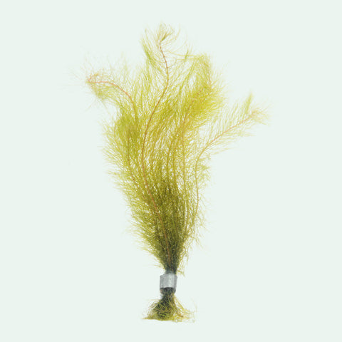 Myriophyllum Mattogrossense - Glass Aqua