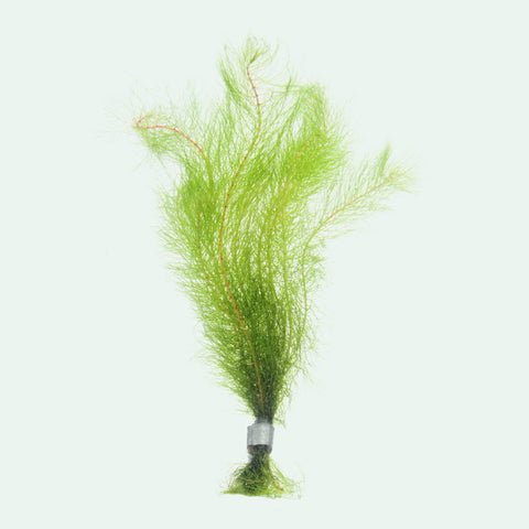 Myriophyllum Tetrandrum - Glass Aqua