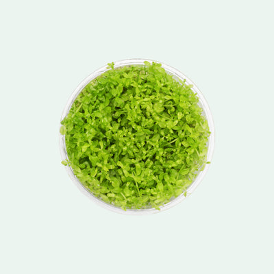 Micranthemum Micranthemoides - Glass Aqua