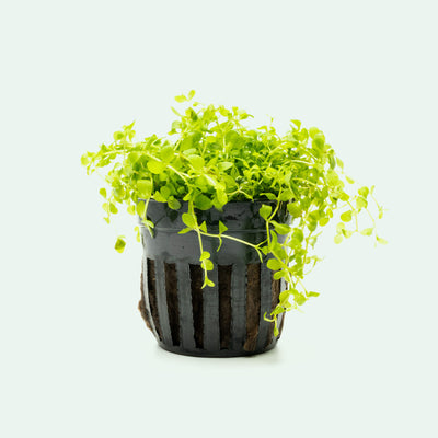 Micranthemum Monte Carlo - Carpet Aquatic Plant | Glass Aqua