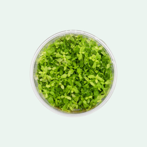 Micranthemum 'Monte Carlo’ - Glass Aqua