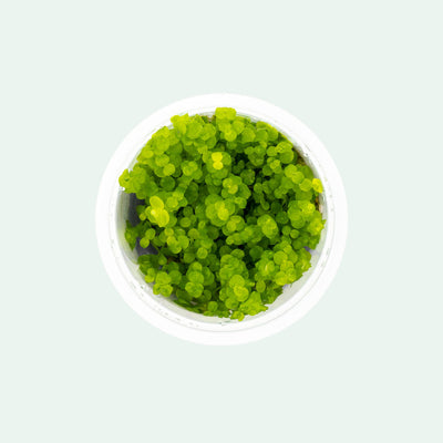 Micranthemum Umbrosum - Glass Aqua