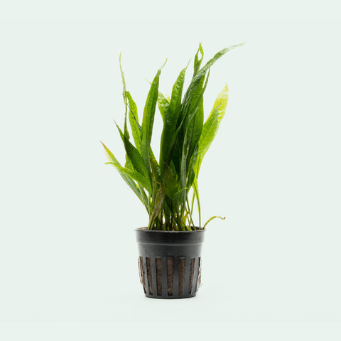Shop Microsorum Pteropus Black Forest Aquatic Plants - Glass Aqua