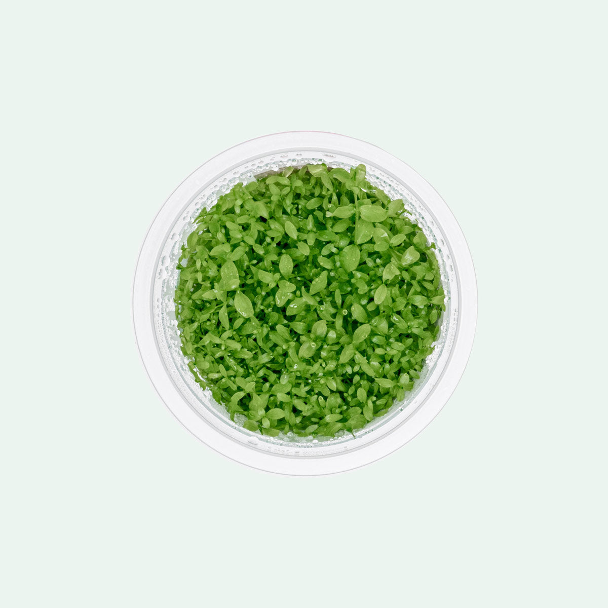 monte carlo aquarium plant seeds Micranthemum Monte Carlo - Carpet Aquatic Plant