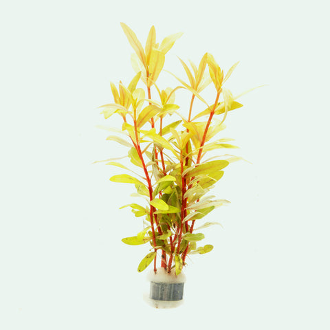 Shop Nesaea Pedicellata Golden Aquatic Plants - Glass Aqua