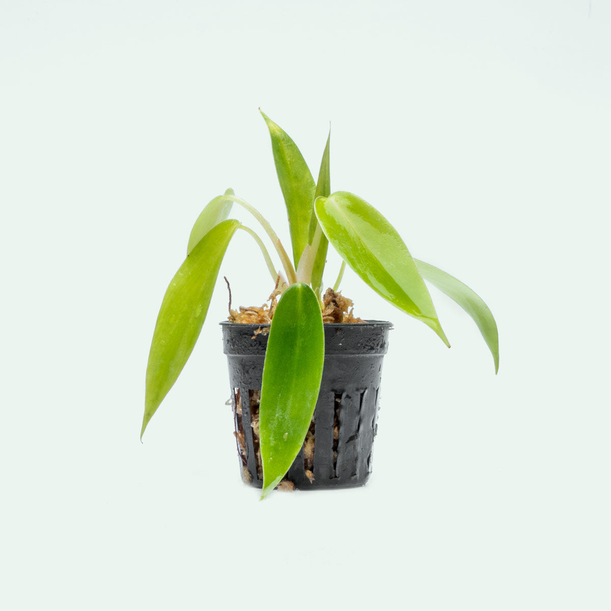 69686 philodendron Philodendron 69686 - Bare Root | Rare Aroid House Plants