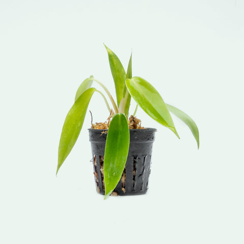 Philodendron 69686 - Bare Root - Glass Aqua