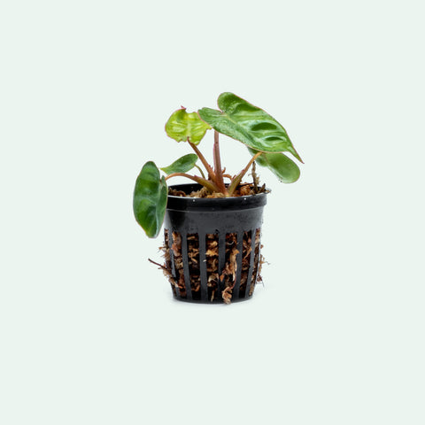 Philodendron Billietiae - Bare Root - Glass Aqua