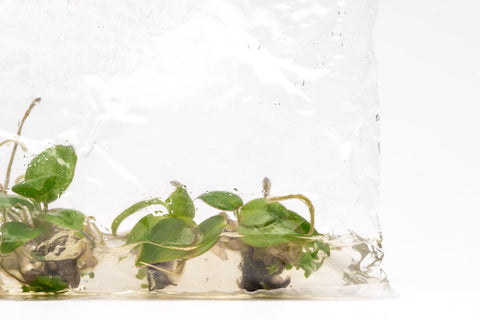 Philodendron Billietiae | Rare Aroid House Plants - Glass Aqua
