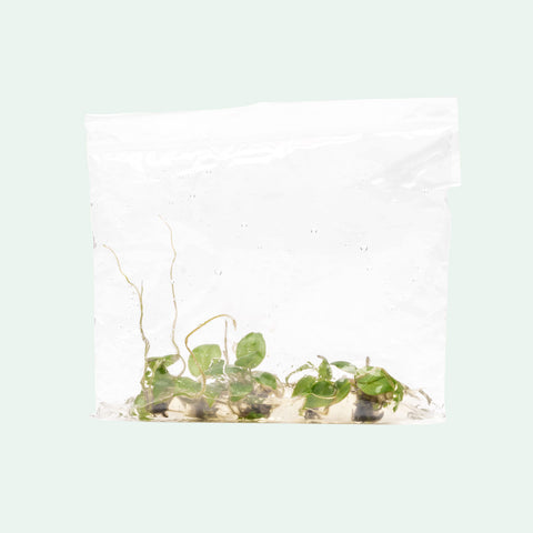 Philodendron Billietiae | Rare Aroid House Plants - Glass Aqua