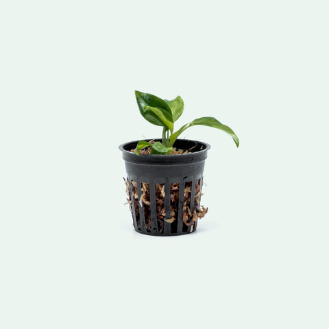 Philodendron Burle Marx Variegated - Bare Root - Glass Aqua