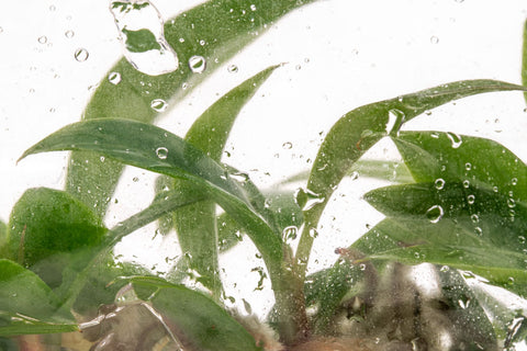 Philodendron Caramel Marble Tissue Culture | Rare Aroid - Glass Aqua