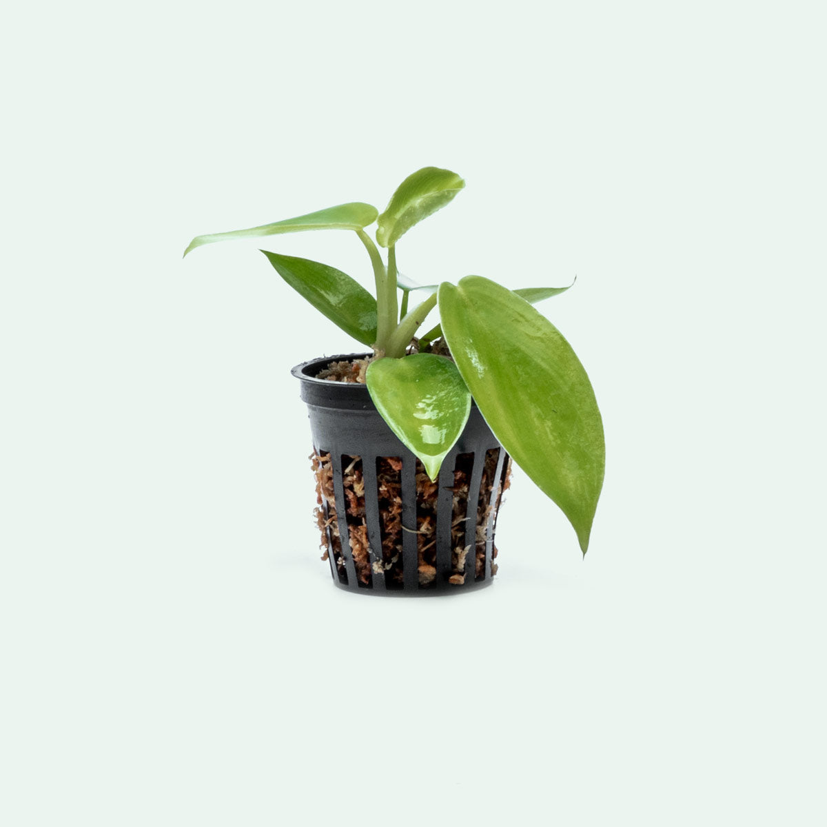 philodendron jerry horne for sale Philodendron Jerry Horne - Bare Root | Rare Aroid House Plants